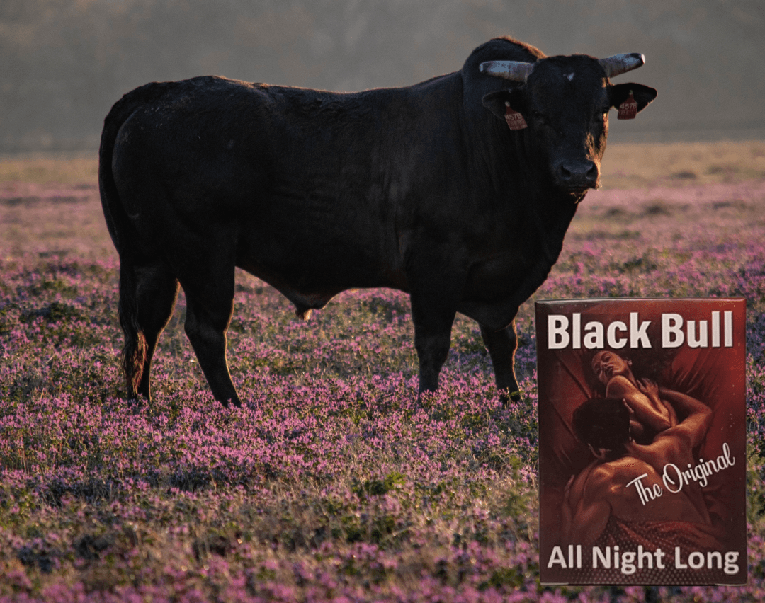 back in action black bull round two energy.c